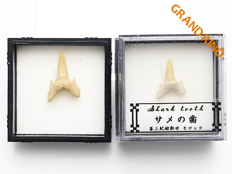 GRAND RINO / サメの歯(第三紀始新世) ケース付 12個セット ≪モロッコ≫