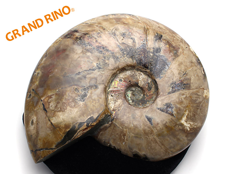 GRAND RINO カニ 化石 [1216/#32]