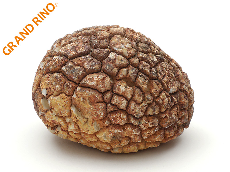 ドラゴンアゲート    原石    W66XH48XD50MM 200.00 GM 2203