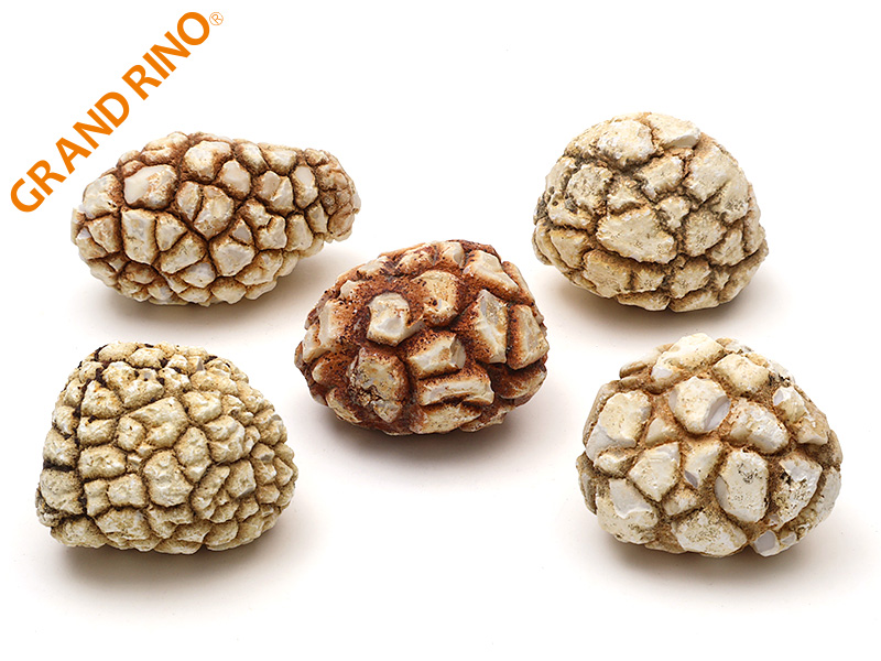 ドラゴンアゲート    原石 (B) (5個入)   30.00 GM 2203